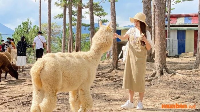 Giới thiệu về Vườn Thú ZooDoo Đà Lạt