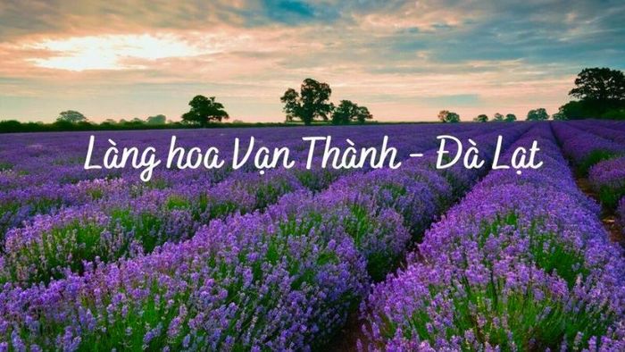 Làng hoa Vạn Thành Đà Lạt nằm ở đâu? Thông tin về giá vé và trải nghiệm tham quan