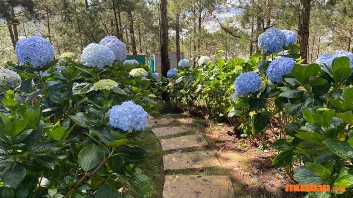 Đắm mình vào thiên nhiên tại Đồi Thú Đà Lạt