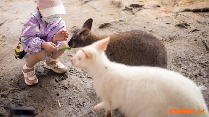 Khám phá các loài động vật tại vườn thú