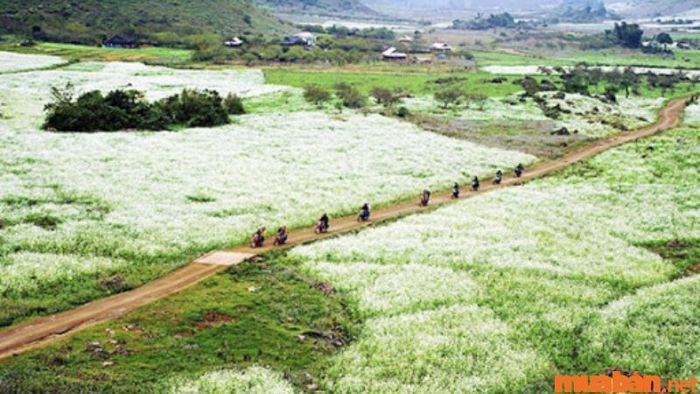 Tháng 12 nên đi đâu để thưởng thức vẻ đẹp mùa hoa cải trắng?