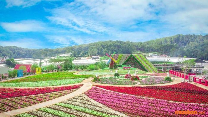 Các loại hoa tại vườn hoa thành phố Đà Lạt