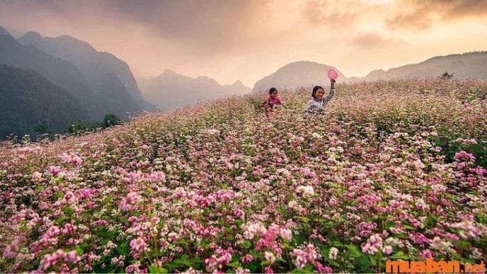 Nếu bạn đang phân vân không biết tháng 12 nên đi đâu, hãy đến ngay Hà Giang để check-in với hoa tam giác mạch.