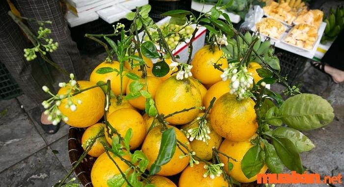 Bưởi Diễn là một trong những đặc sản nổi bật của Hà Nội.