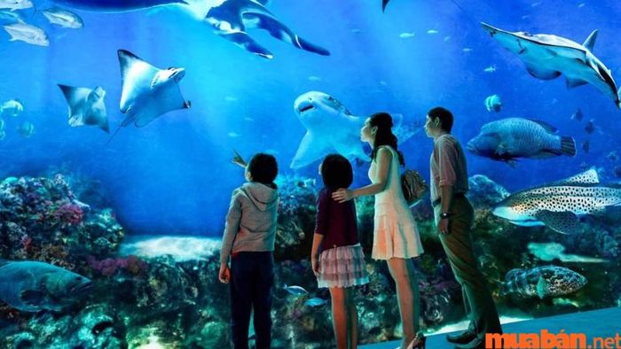 Kinh nghiệm du lịch Phuket - Thủy Cung Phuket