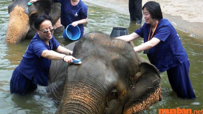 Khu Bảo Tồn Voi Phuket