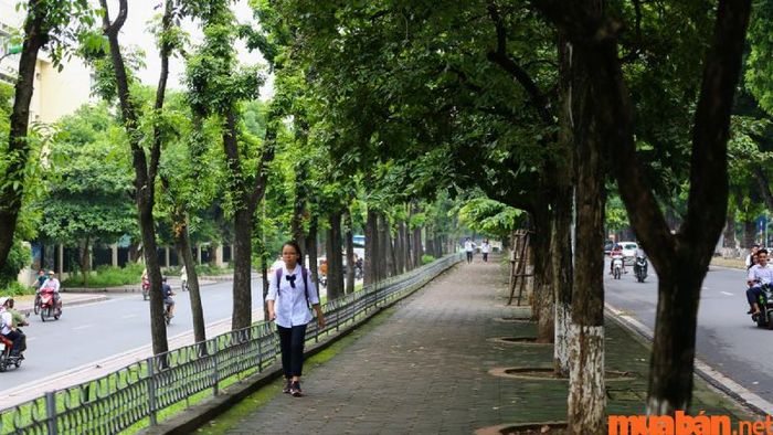 Đường Kim Mã nổi tiếng với vẻ đẹp vượt thời gian