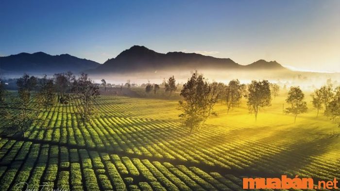 Pleiku có gì thú vị – Biển Hồ Chè