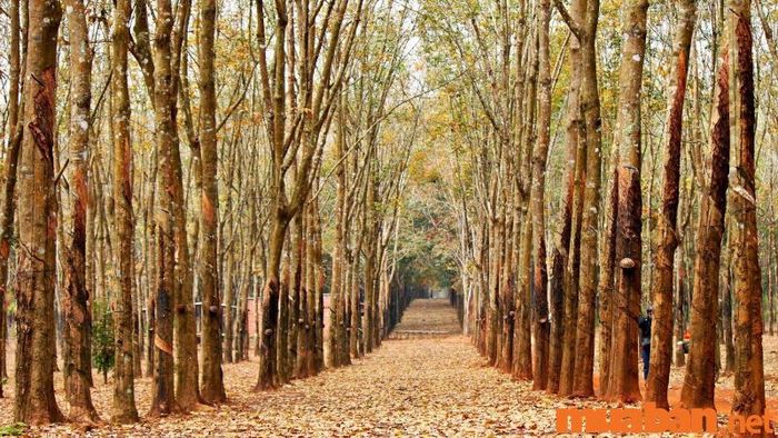 Pleiku có gì thú vị - Rừng cao su