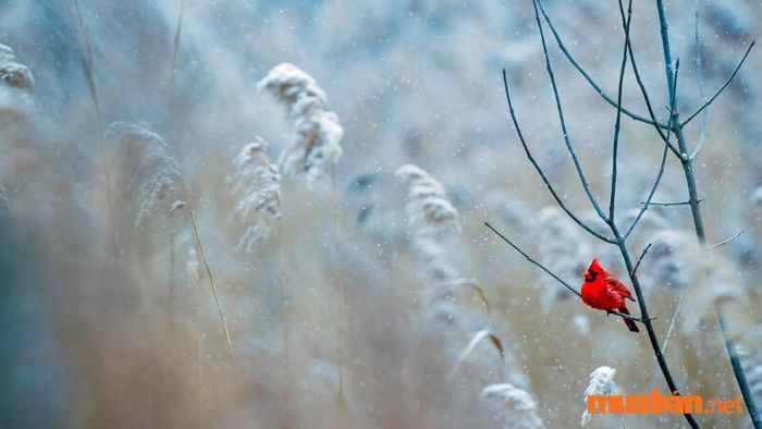 Tiết Lập Đông có ý nghĩa gì?