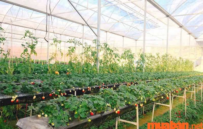 Đất nông nghiệp khác là gì