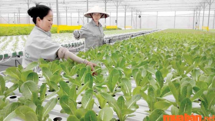 Đất nông nghiệp khác là gì