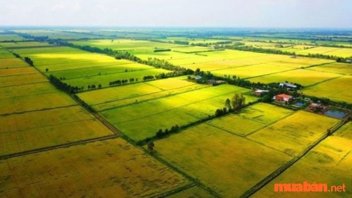Phương pháp tính diện tích đất ruộng - Cách đo