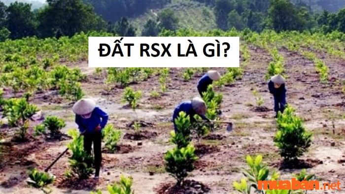 Đất RSX là gì? Các quy định liên quan đến việc sử dụng đất RSX