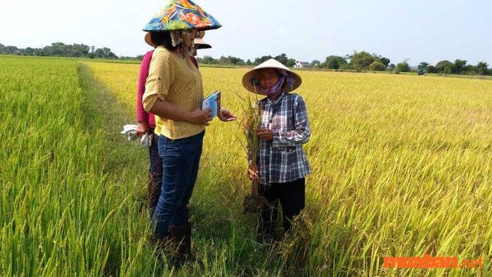 Mục tiêu của việc tìm ra phương pháp tính diện tích đất ruộng