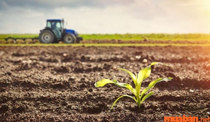 Đất chuyên dùng có một phần nhỏ thuộc về đất nông nghiệp.