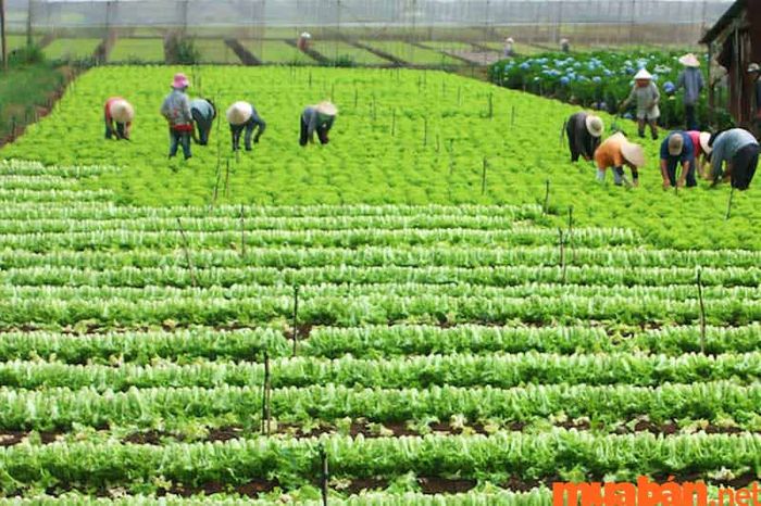 Đất nông nghiệp khác là gì?