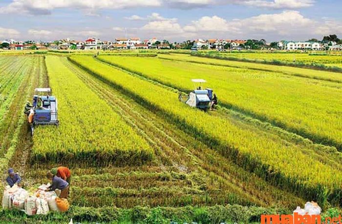 Đất nông nghiệp khác là gì?