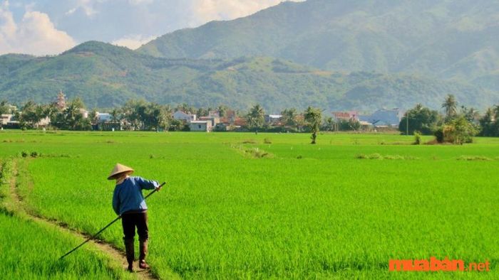 Phương pháp tính diện tích đất ruộng - Đo chiều dài mảnh đất