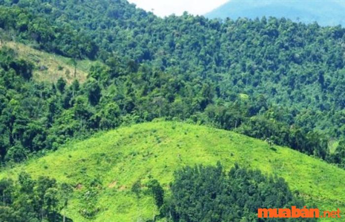 Đất RSX bao gồm đất rừng tự nhiên và đất rừng trồng.