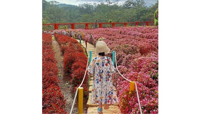 Kinh nghiệm tham quan rừng hoa Đà Lạt