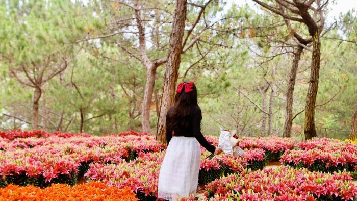 Hình ảnh về khu rừng hoa Đà Lạt 3