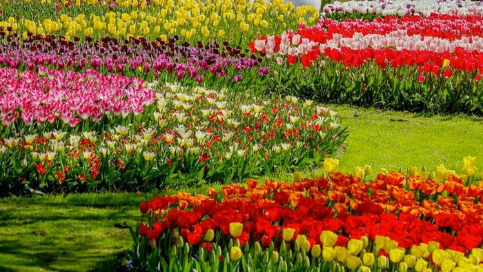 Rừng hoa Đà Lạt – Khám phá thiên đường hoa