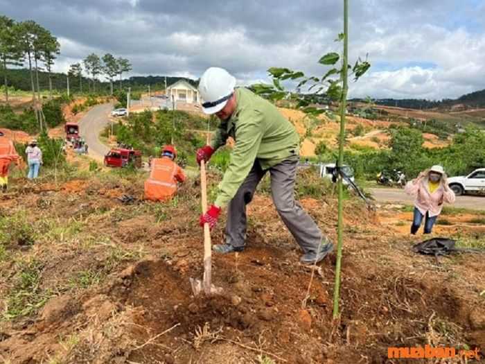 Khuyến khích nước mưa thấm vào đất thông qua việc trồng cây gây rừng