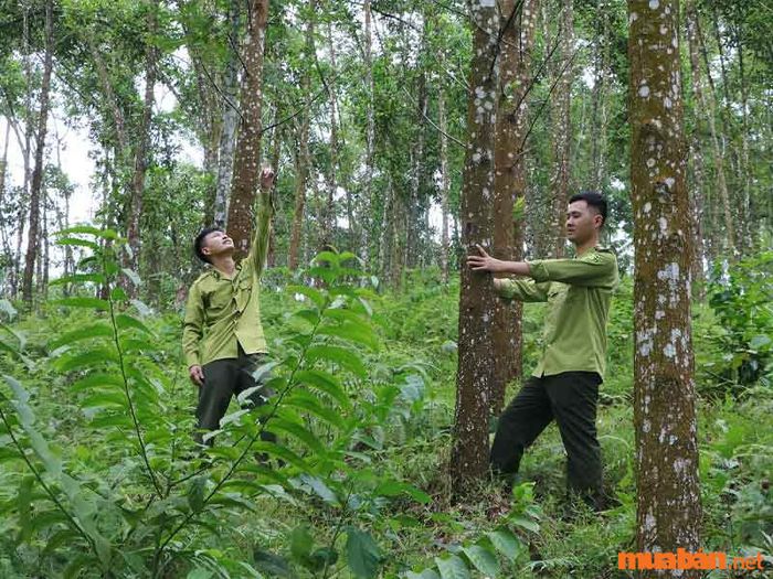 Giải pháp chống xói mòn đất là gì? Giảm thiểu sức xói mòn của nước mưa khi tiếp xúc với đất và bảo vệ rừng