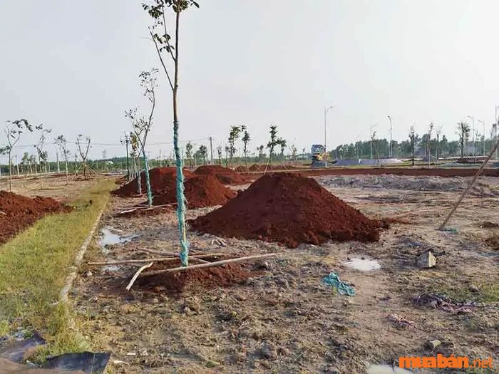 Ảnh hưởng đến chất lượng cây trồng