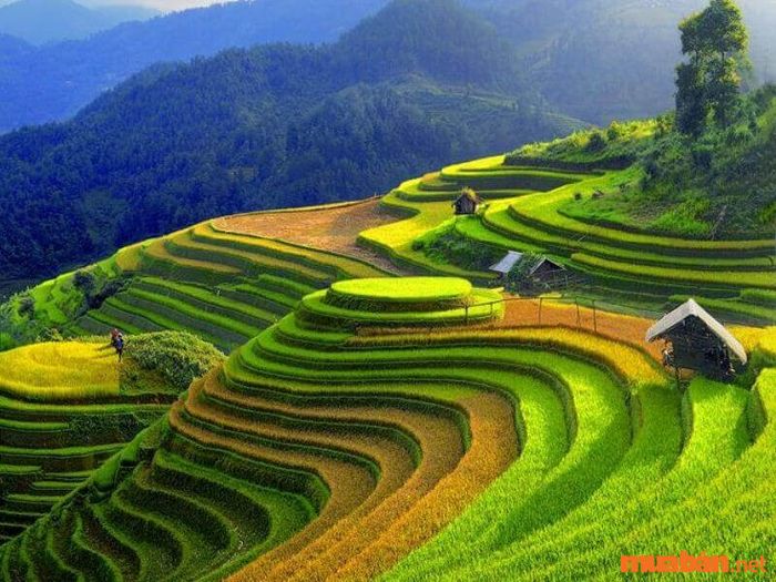 Giải pháp chống xói mòn đất là gì? Các biện pháp ngăn ngừa xói mòn trên đất canh tác là chuyển đổi sườn đồi thành ruộng bậc thang
