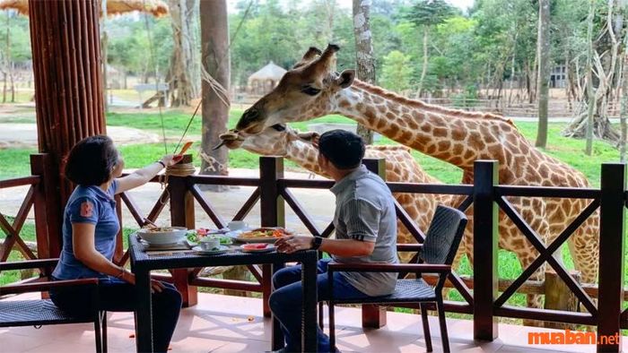 Khi đến thăm làng chài Phú Quốc, bạn không thể bỏ qua nhà hàng Giraffe với những chú hươu cao cổ đáng yêu