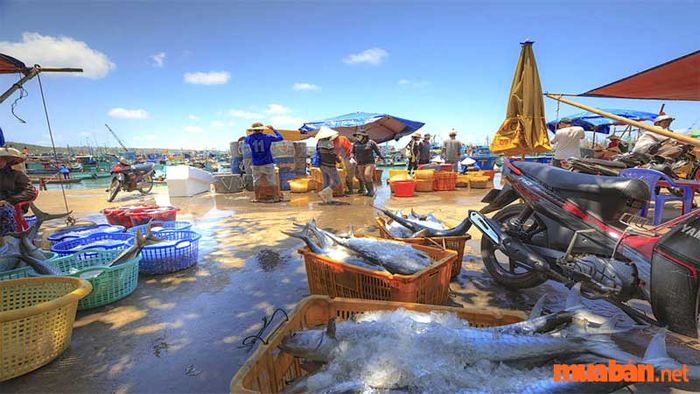 Khung cảnh sôi động tại làng chài Hàm Ninh vào buổi sáng
