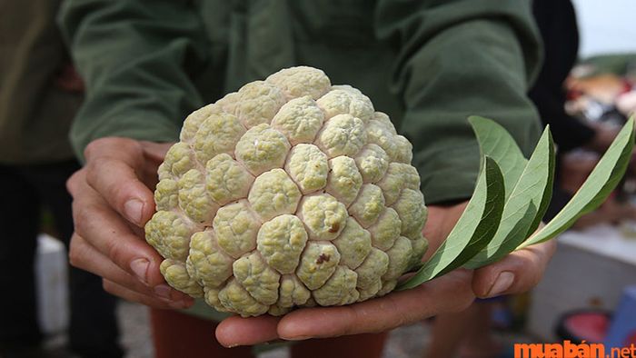 Na Hữu Lũng