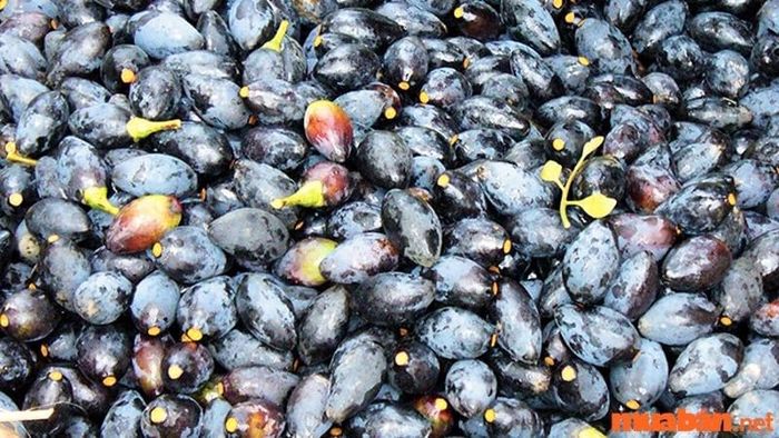 kinh nghiệm du lịch bình liêu