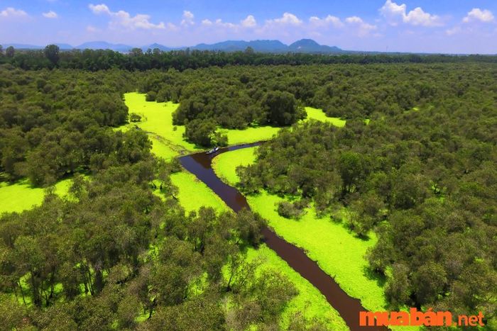 Long Xuyên có gì thú vị? Rừng tràm Trà Sư - nơi sở hữu hệ thực vật và động vật phong phú nhất Việt Nam