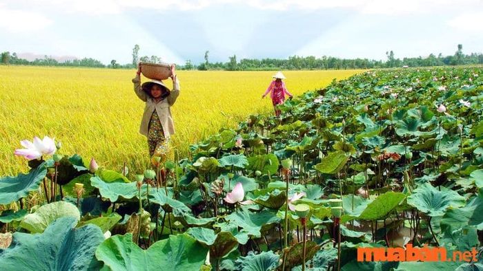 Tìm hiểu những điều thú vị ở Đồng Tháp