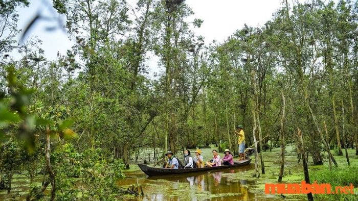Đồng Tháp có gì thú vị - Vườn Quốc gia Tràm Chim