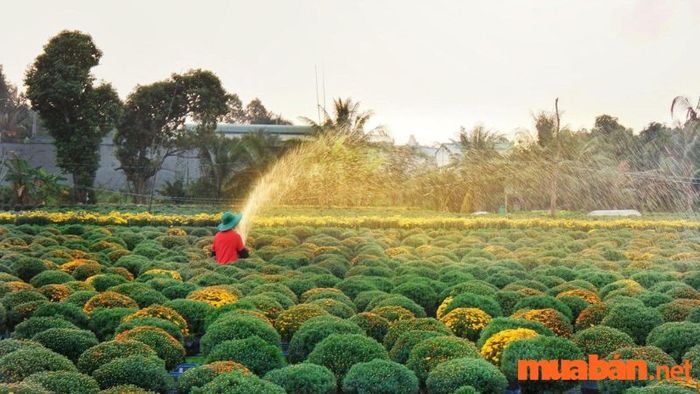 Đồng Tháp có gì chơi - Làng hoa Sa Đéc
