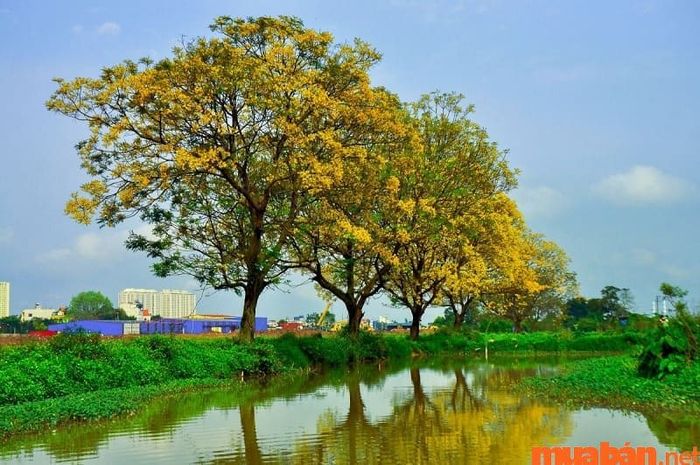 Hà Đông có gì chơi ở khu vực ngoại thành? - Khám phá Đường Hoa Điệp