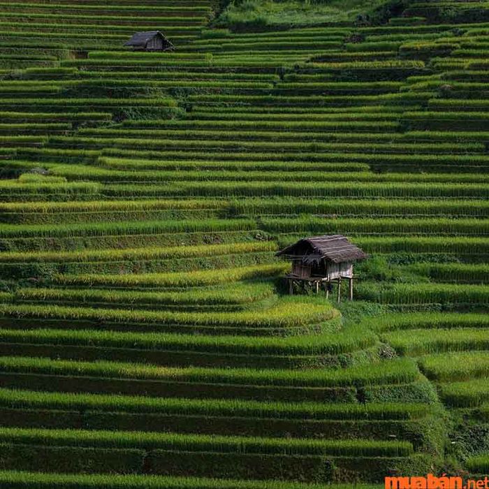 Bản Lao Chải Tả Van có vẻ đẹp suốt bốn mùa