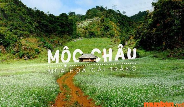 Tháng 11 nên đi du lịch ở đâu - Mộc Châu