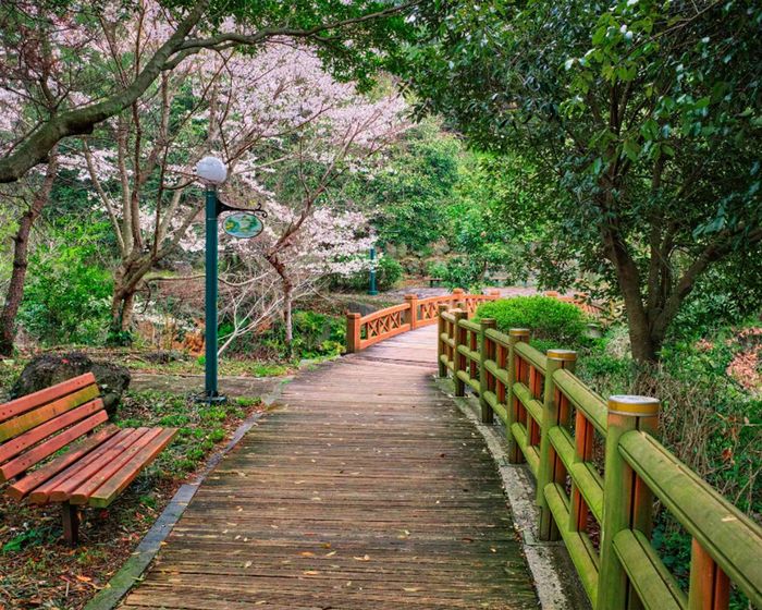 cách di chuyển từ sân bay Jeju về trung tâm