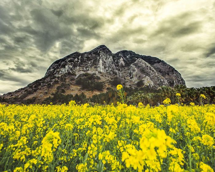 cách di chuyển từ sân bay Jeju về trung tâm