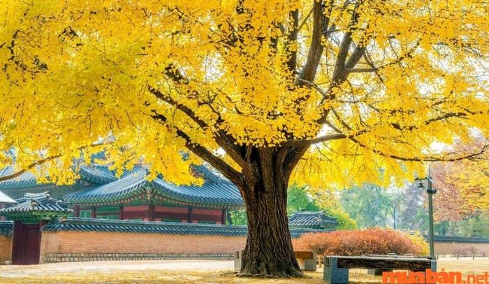Tháng 11 nên đi du lịch ở đâu - Khung cảnh mùa thu lãng mạn tại Hàn Quốc