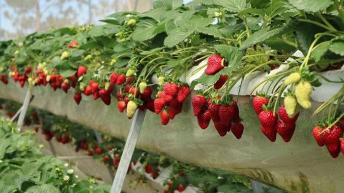 Vườn dâu Bà Lan (Ảnh: sưu tầm)