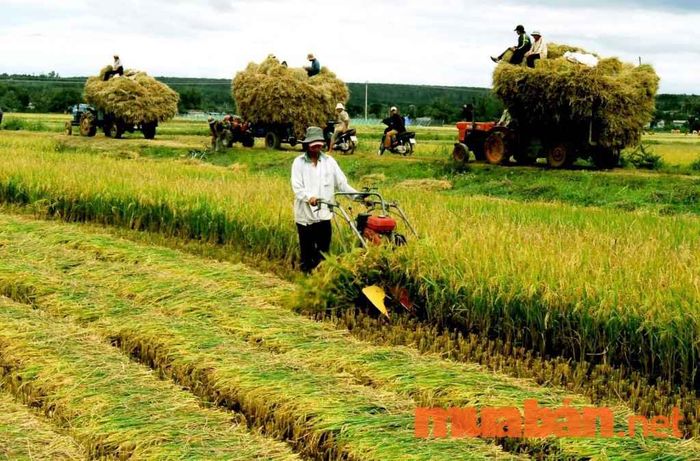 thời hạn sử dụng đất 50 năm