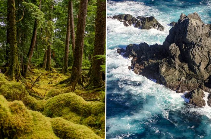 Temperate Rainforest in Haida Gwaii