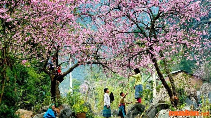 Cổng trời Sapa vào mùa xuân