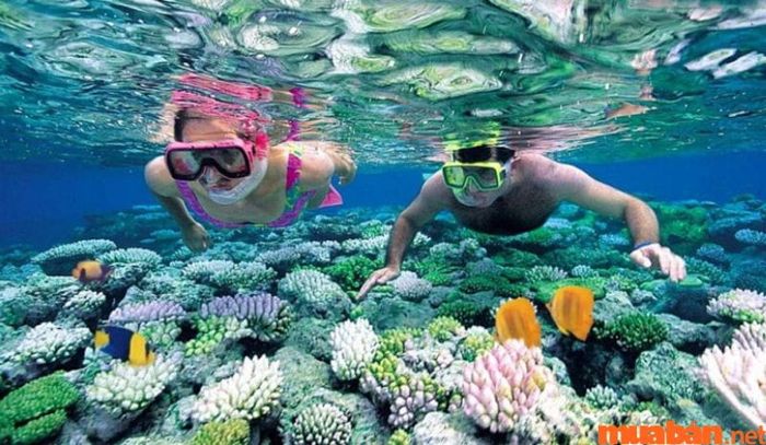 Bạn có thể lặn ngắm san hô và các sinh vật biển tại Bãi Ông Lang Phú Quốc